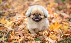 ケトン臭の効果的な消し方とは？