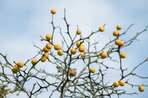 体臭の原因は肝臓にあるのか？