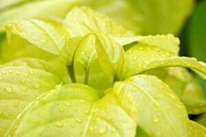 体臭を腸内環境から改善する方法とは？