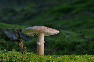 善玉菌と悪玉菌が体臭に与える影響とは？